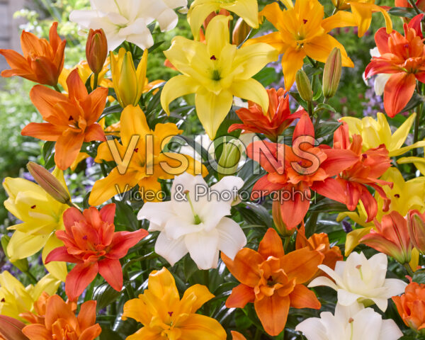 Lilium double LA hybrids mix