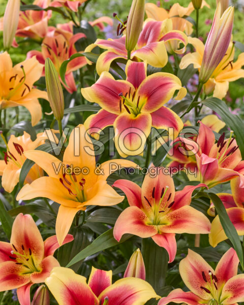 Lilium OT hybrids mixed