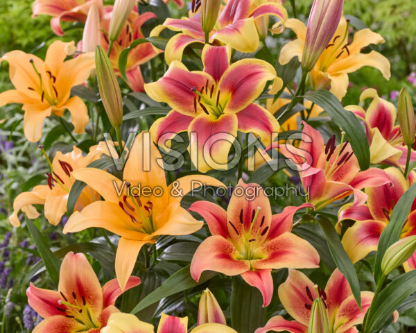 Lilium OT hybrids mixed