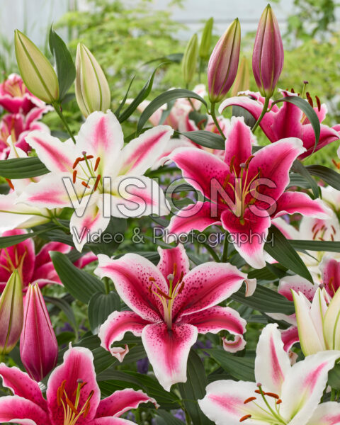 Lilium oriental mix