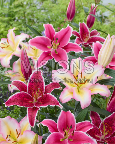 Lilium oriental mix