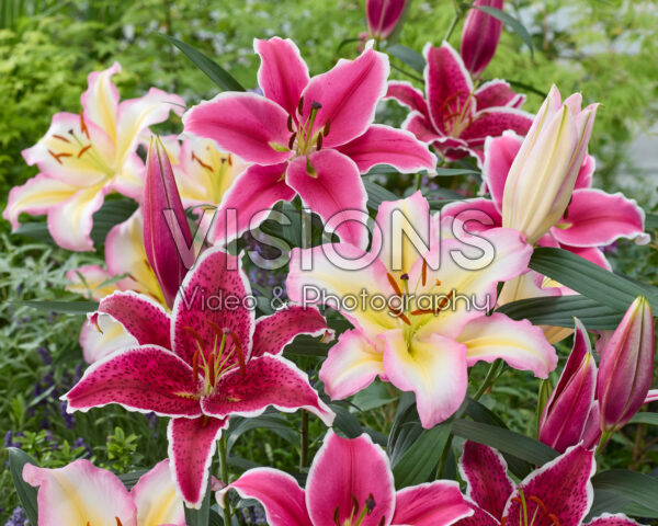 Lilium oriental mix