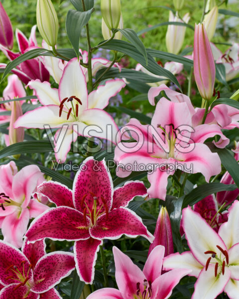 Lilium oriental mix