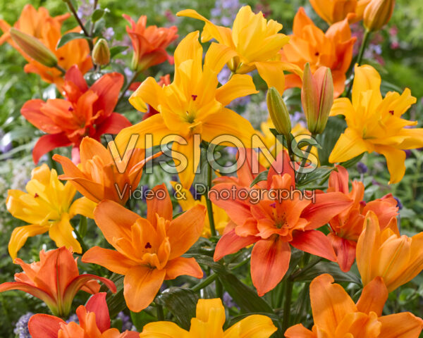 Lilium Butterfly mix