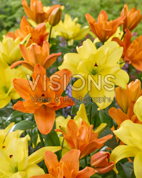 Lilium Butterfly Lemon, Butterfly Sparkle Lilium Butterfly Lemon, Butterfly Sparkle