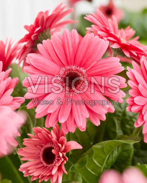 Gerbera Royal Deep Pink Gerbera Royal Deep Pink