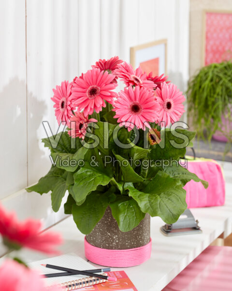 Gerbera Royal Deep Pink