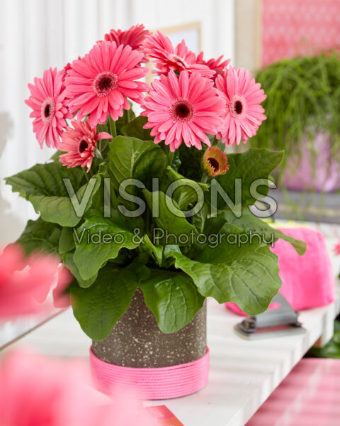 Gerbera Royal Deep Pink Gerbera Royal Deep Pink