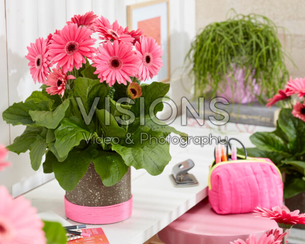 Gerbera Royal Deep Pink Gerbera Royal Deep Pink
