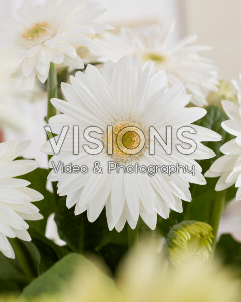 Gerbera Royal White Gerbera Royal White
