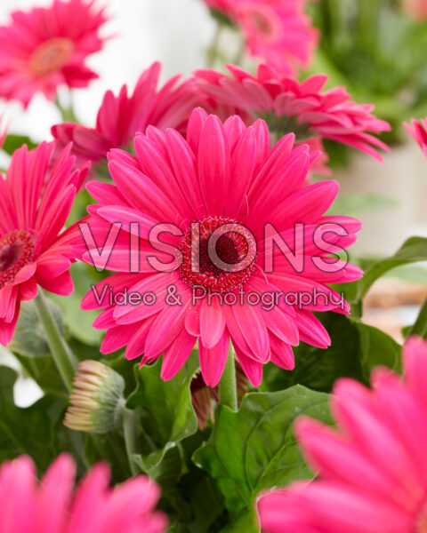 Gerbera Royal Neon Violet Gerbera Royal Neon Violet