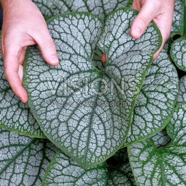 Brunnera macrophylla Jack of Diamonds Brunnera macrophylla Jack of Diamonds
