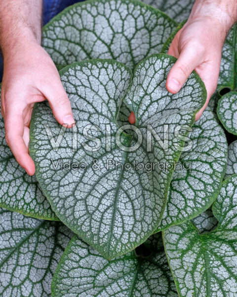 Brunnera macrophylla Jack of Diamonds