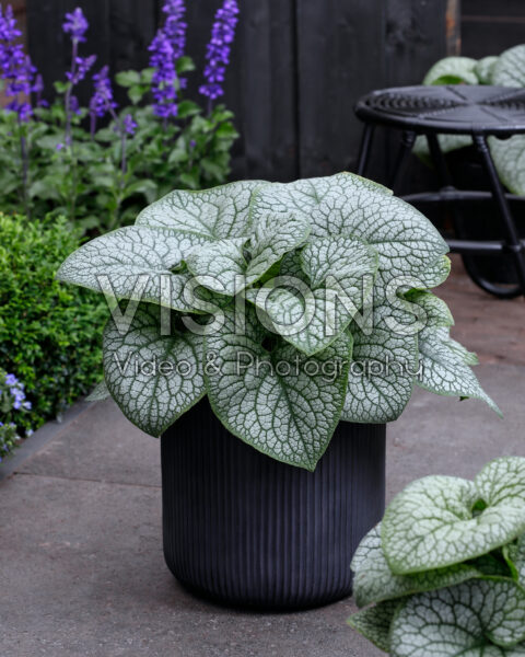Brunnera macrophylla Jack of Diamonds Brunnera macrophylla Jack of Diamonds