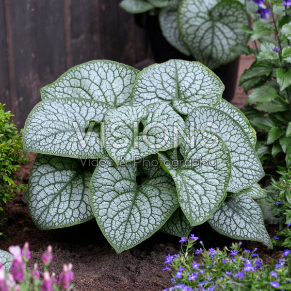 Brunnera macrophylla Jack of Diamonds Brunnera macrophylla Jack of Diamonds