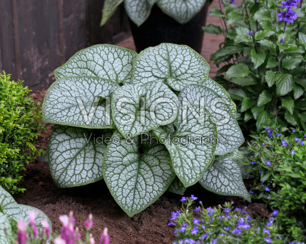 Brunnera macrophylla Jack of Diamonds Brunnera macrophylla Jack of Diamonds
