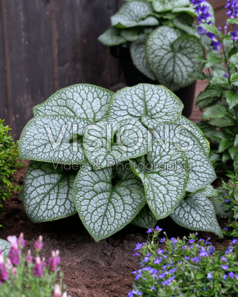 Brunnera macrophylla Jack of Diamonds Brunnera macrophylla Jack of Diamonds