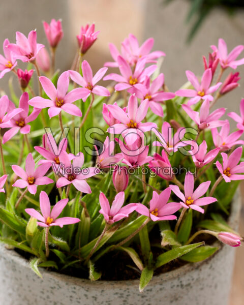 Rhodoxis Hebron Farm Pink Rhodoxis Hebron Farm Pink