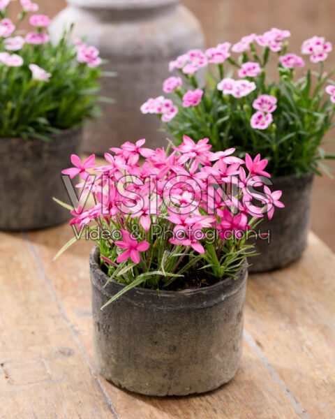 Rhodohypoxis baurii Mars Rhodohypoxis baurii Mars