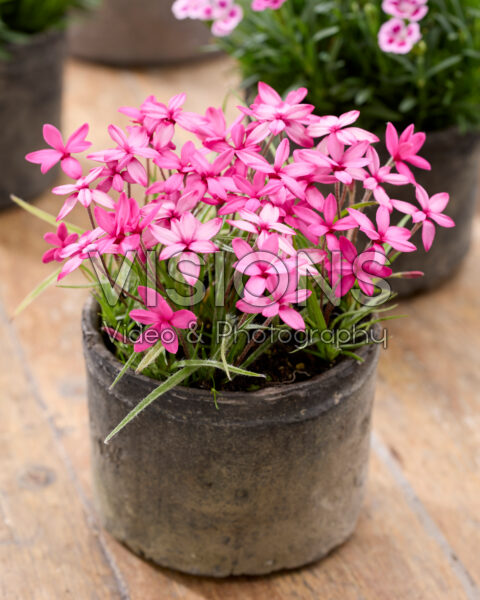 Rhodohypoxis baurii Mars