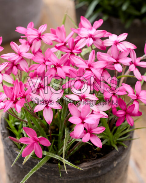 Rhodohypoxis baurii Mars Rhodohypoxis baurii Mars