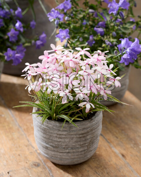 Rhodohypoxis baurii var. platypetala Rhodohypoxis baurii var. platypetala