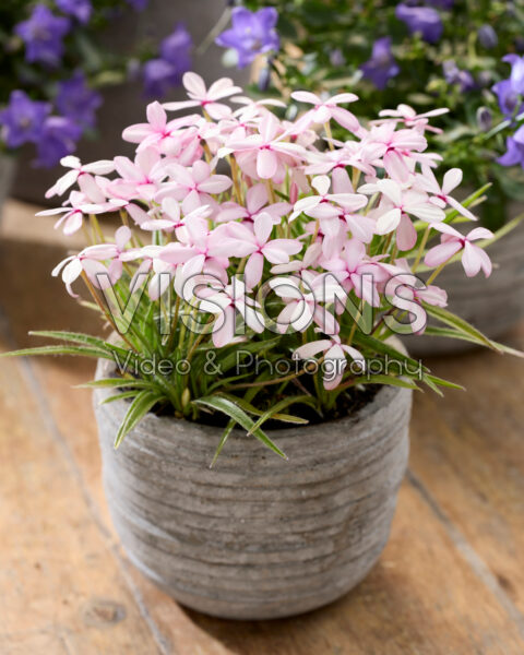Rhodohypoxis baurii var. platypetala Rhodohypoxis baurii var. platypetala