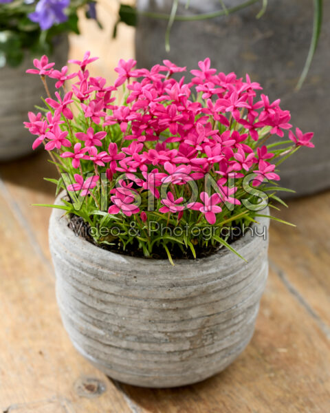 Rhodohypoxis deflexa