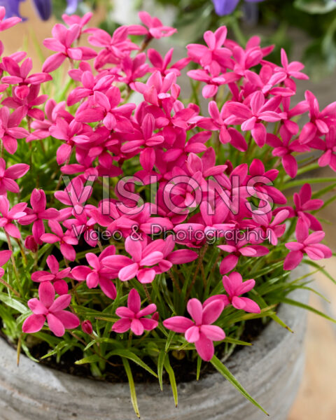 Rhodohypoxis deflexa Rhodohypoxis deflexa