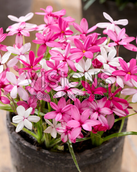 Rhodohypoxis gemengd Rhodohypoxis gemengd