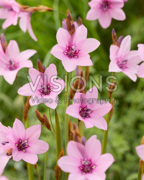 Dierama pauciflorum Luana Dierama pauciflorum Luana