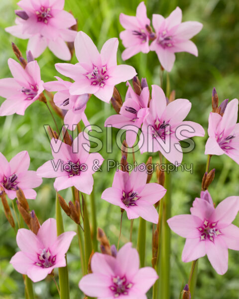 Dierama pauciflorum Luana Dierama pauciflorum Luana