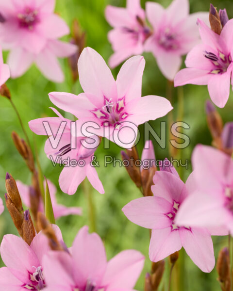 Dierama pauciflorum Luana Dierama pauciflorum Luana