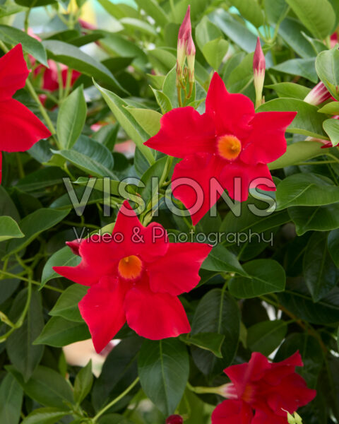 Mandevilla Rio® Grande Scarlet Mandevilla Rio® Grande Scarlet
