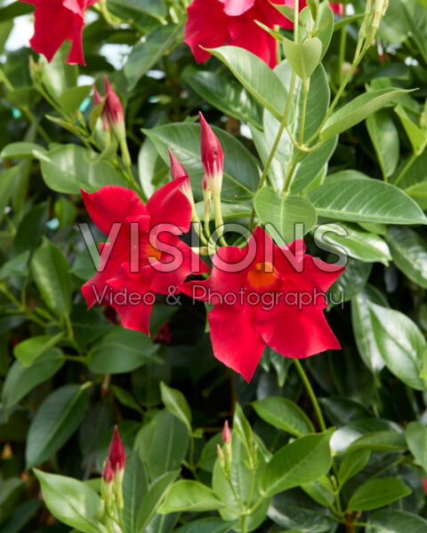 Mandevilla Rio® Grande Scarlet Mandevilla Rio® Grande Scarlet