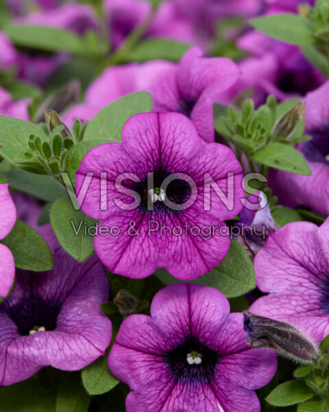 Petunia hybrida Dekko™ Deep Lavender Vein Petunia hybrida Dekko™ Deep Lavender Vein