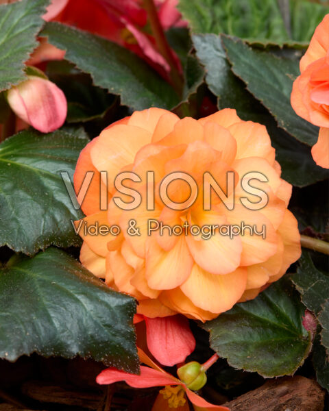 Begonia x tuberhybrida Limitless Sorbet Begonia x tuberhybrida Limitless Sorbet