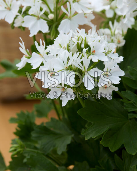 Pelargonium Exotica Starry Pure White Pelargonium Exotica Starry Pure White