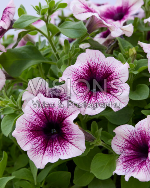 Petunia Sanguna® Rose Vein Petunia Sanguna® Rose Vein