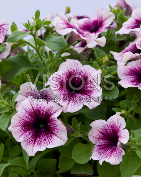 Petunia Sanguna® Rose Vein