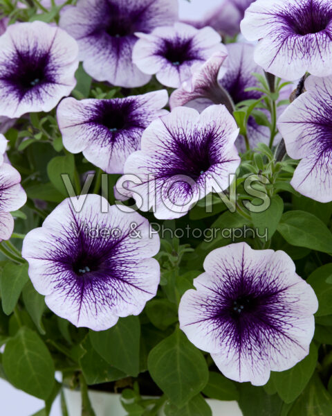 Petunia Sanguna® Lilac Vein Petunia Sanguna® Lilac Vein