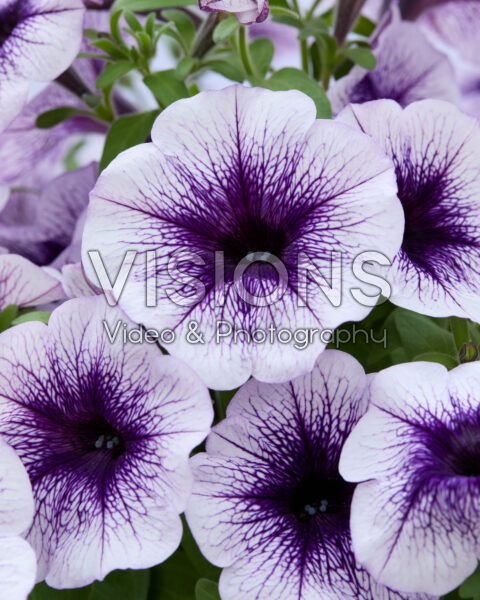 Petunia Sanguna® Lilac Vein Petunia Sanguna® Lilac Vein