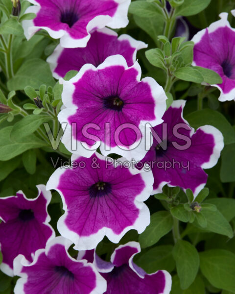 Petunia Sanguna® Purple Picotee Petunia Sanguna® Purple Picotee