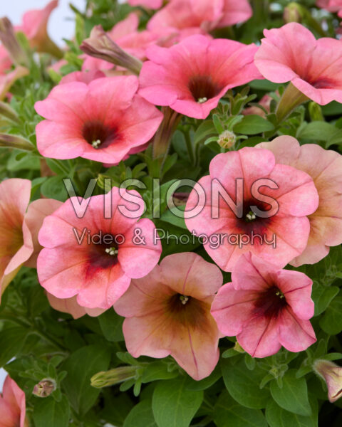 Petunia Sanguna® Mango Punch Petunia Sanguna® Mango Punch