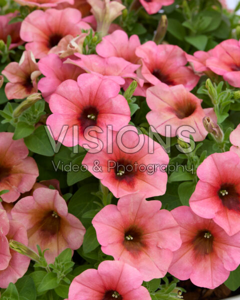 Petunia Sanguna® Mango Punch Petunia Sanguna® Mango Punch