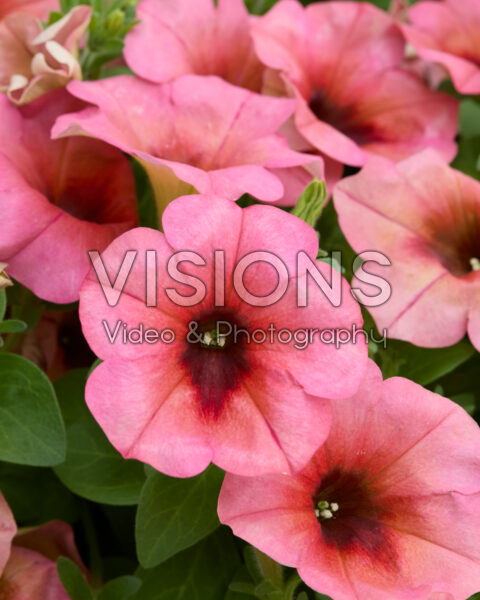 Petunia Sanguna® Mango Punch Petunia Sanguna® Mango Punch