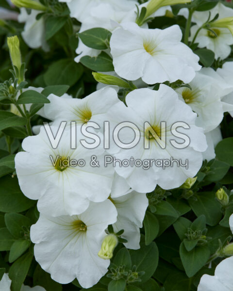 Petunia Sanguna® White Petunia Sanguna® White