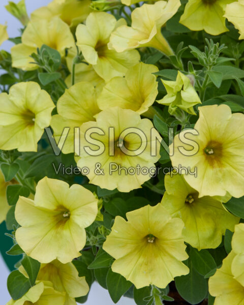 Petunia Sanguna® Banana Candy Petunia Sanguna® Banana Candy