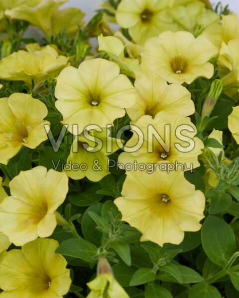 Petunia Sanguna® Banana Candy Petunia Sanguna® Banana Candy