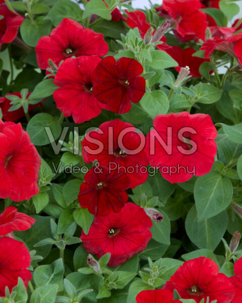 Petunia Sanguna® Red Petunia Sanguna® Red